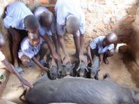 Gilead Piggery Project